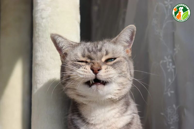 mèo sợ mùi gì