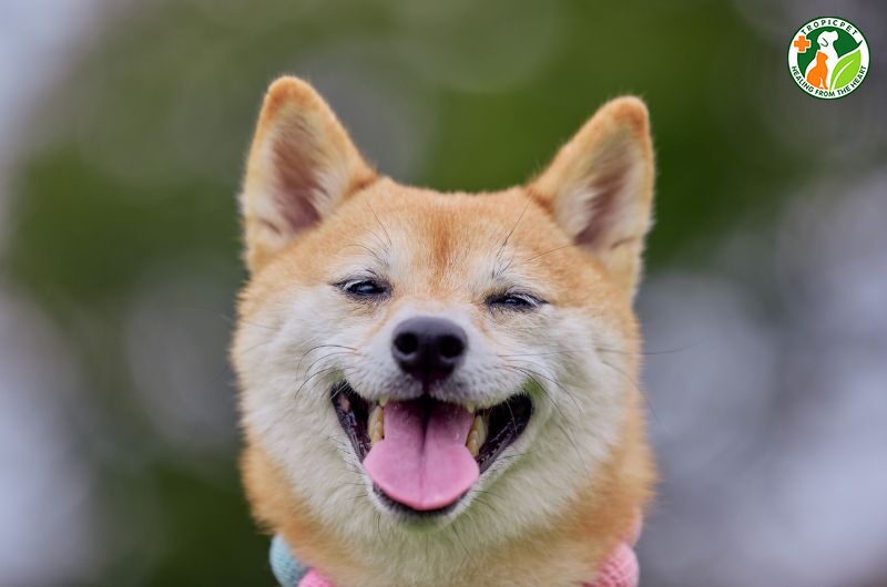 ngôn ngữ của chó
