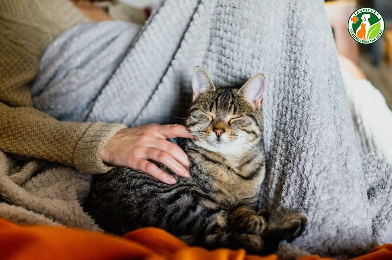 tại sao mèo thích ngủ với người