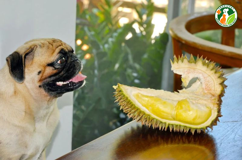 Chó ăn sầu riêng được không? Sầu riêng có an toàn với chó không?