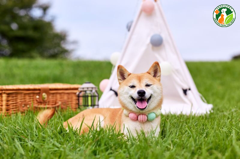 chó biết cười