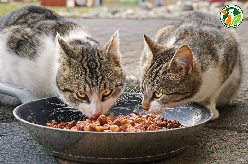 Mèo ăn gì để khoẻ mạnh, phát triển tốt? Thực phẩm nào tốt cho mèo?