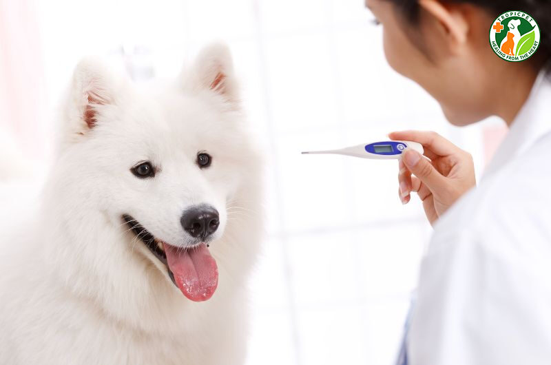 thân nhiệt của chó