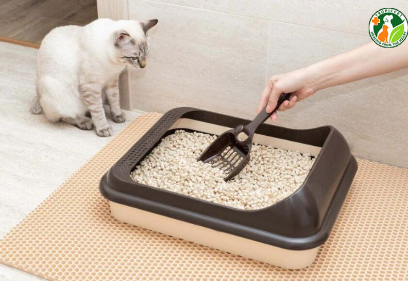 cát vệ sinh cho mèo