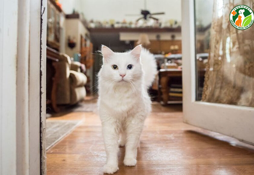 mèo bị điếc