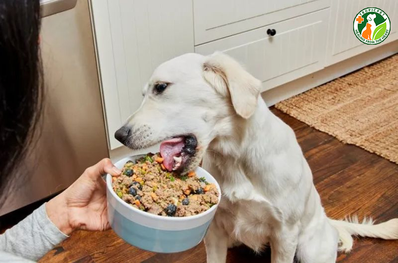 Mách Sen Cách Làm Pate Cho Chó Tại Nhà Thơm Ngon Mà Đơn Giản 5 Cách làm pate cho chó