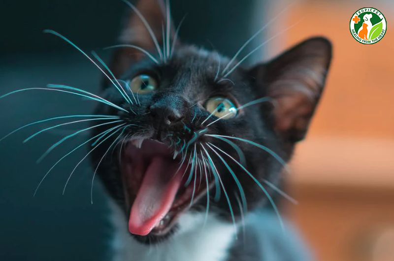 Tìm hiểu 6 nguyên nhân khiến mèo kêu ban đêm và cách xử lý