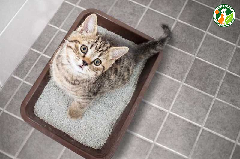 Mèo không đi vệ sinh được là do đâu? Cách điều trị và chăm sóc