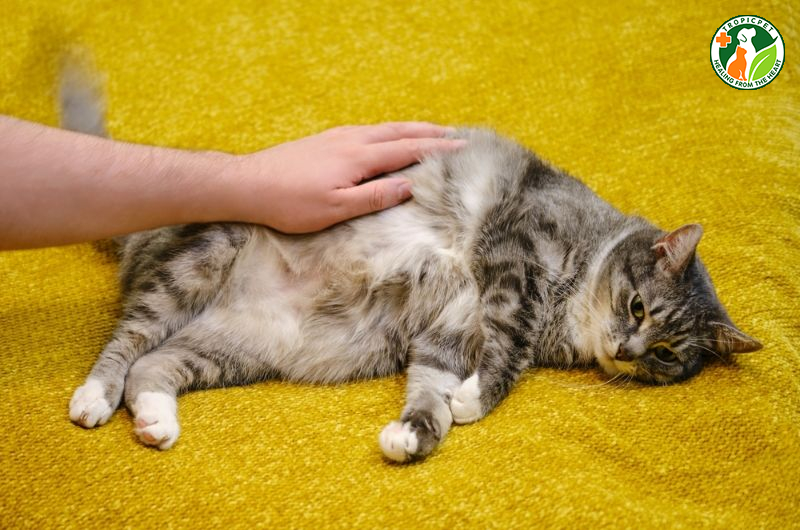 Bụng mèo thở nhanh là do đâu? Cách chăm sóc “quàng thượng”