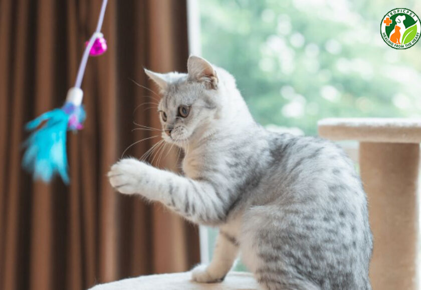 cách làm cần câu mèo