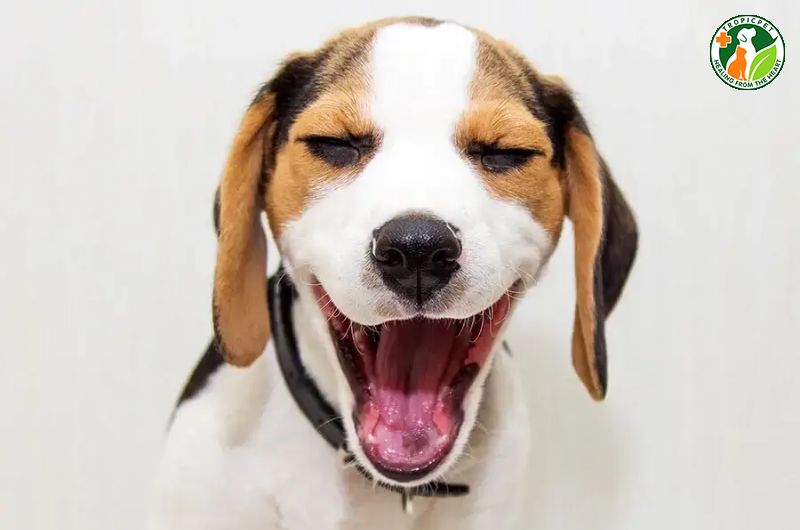 Chó bị rụng răng có sao không? Cách để chó có hàm răng chắc khoẻ
