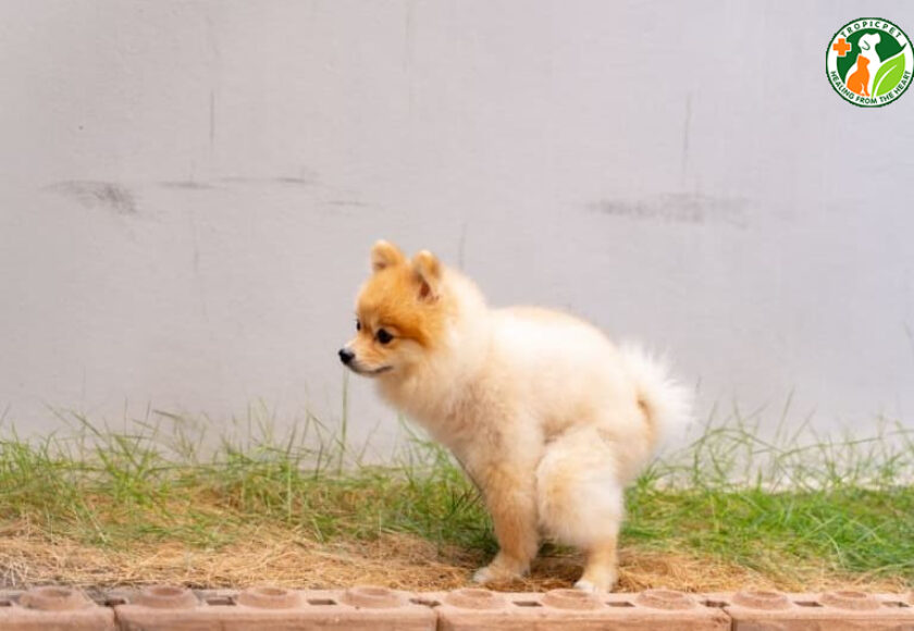 chó bị táo bón