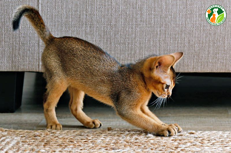 Dấu Hiệu Mèo Muốn Đi Vệ Sinh Và Mẹo Dạy Mèo Đi Vệ Sinh Đúng Chỗ 6 Dấu hiệu mèo muốn đi vệ sinh