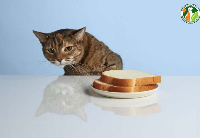 mèo ăn bánh mì được không