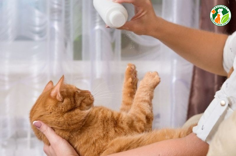 Có Nên Tắm Khô Cho Mèo Không? Cách Tắm Khô Cho Mèo Đúng Chuẩn 6 Tắm khô cho mèo