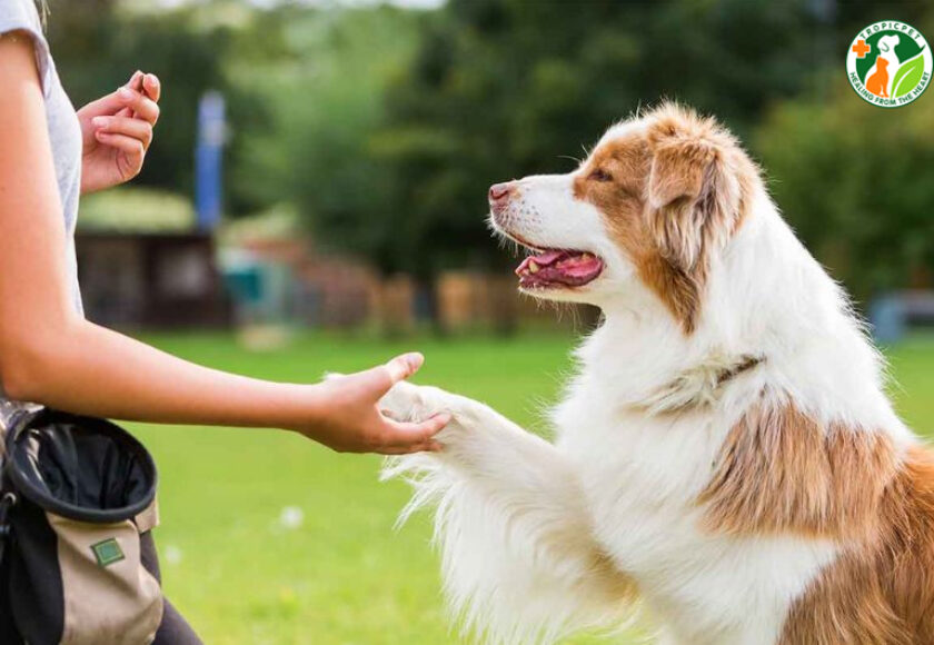 cách dạy chó bắt tay