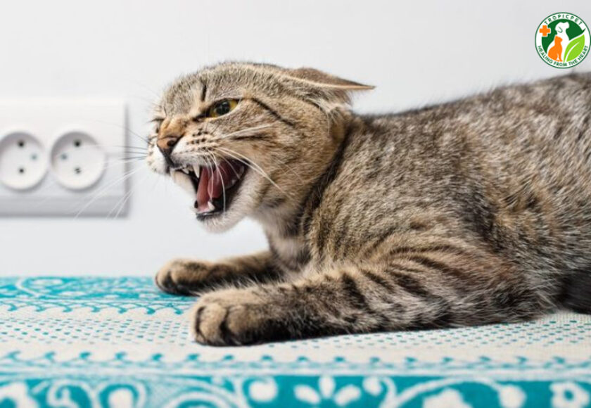 mèo bị dại bao lâu thì chết