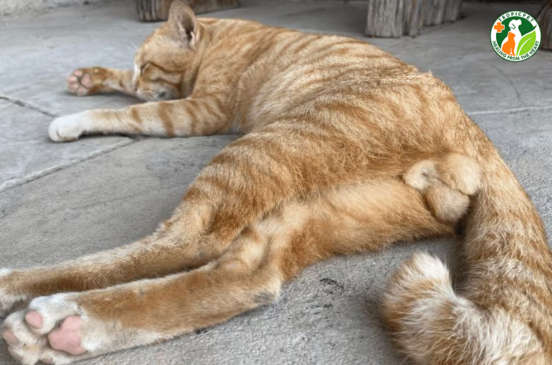 Bộ Phận Sinh Dục Mèo Đực: Cấu Tạo, Cách Phân Biệt Và Chăm Sóc Chuẩn Nhất 7 Bộ phận sinh dục mèo đực