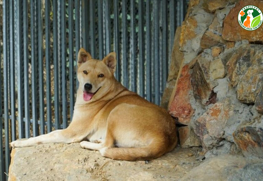 chó cỏ