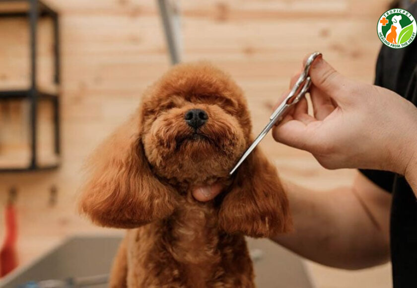 cắt lông poodle