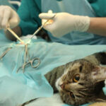 Phẫu thuật chuyển giới mèo đực là gì? Trường hợp nào cần thực hiện?