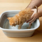 Hướng dẫn SEN tắm cho mèo con an toàn, chuẩn spa thú cưng