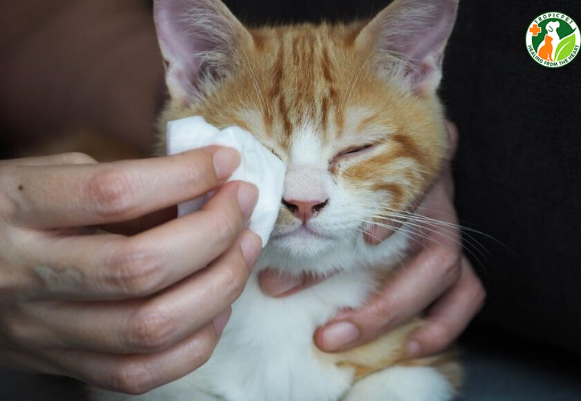 vệ sinh mắt cho mèo