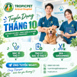 Bản tin tuyển dụng tháng 10/2026